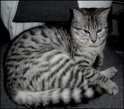 Image result for chat gris tigré